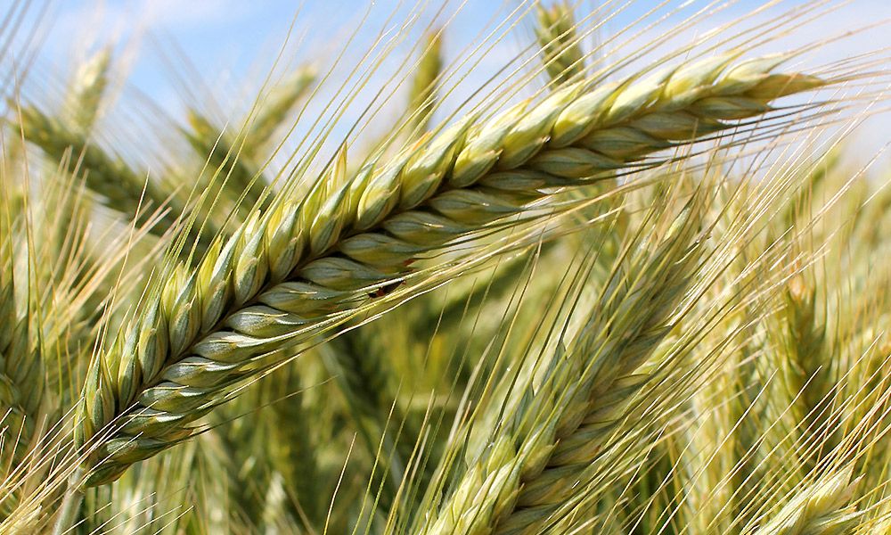 épi triticale dans un champs : Céréale hybride issue du croisement entre le blé et le seigle, il combine les avantages des deux espèces, offrant une résistance aux maladies et une tolérance aux conditions climatiques difficiles. Le triticale est principalement utilisé pour l'alimentation animale.