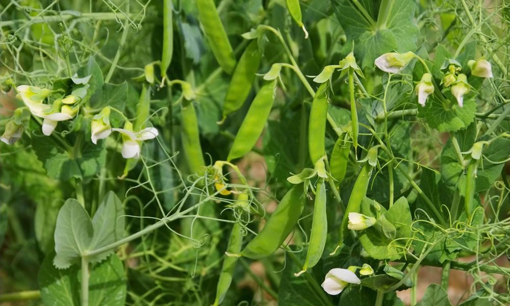 Oléagineux et protéagineux : Feverole, pois, soja sont des espèces offrant des qualités agronomiques et nutritives pour le bétail que nous travaillons en partenariat avec d’autres obtenteurs européens. Nous proposons sur le marché des variétés adaptées aux climat & débouchés français.