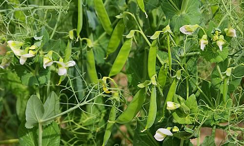 Oléagineux et protéagineux : Feverole, pois, soja sont des espèces offrant des qualités agronomiques et nutritives pour le bétail que nous travaillons en partenariat avec d’autres obtenteurs européens. Nous proposons sur le marché des variétés adaptées aux climat & débouchés français.