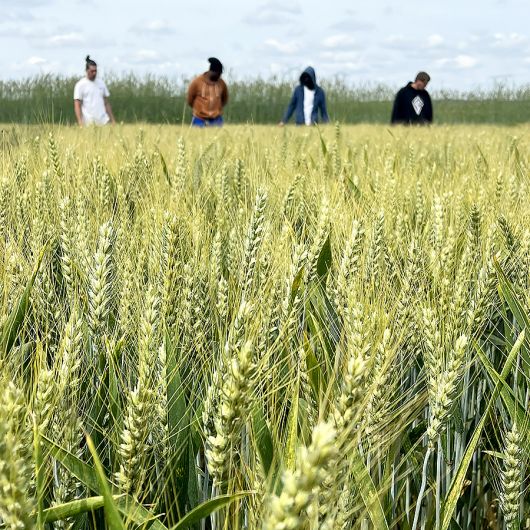 quatre personnes en arrière plan contrôlent la pousse du champ d'orge