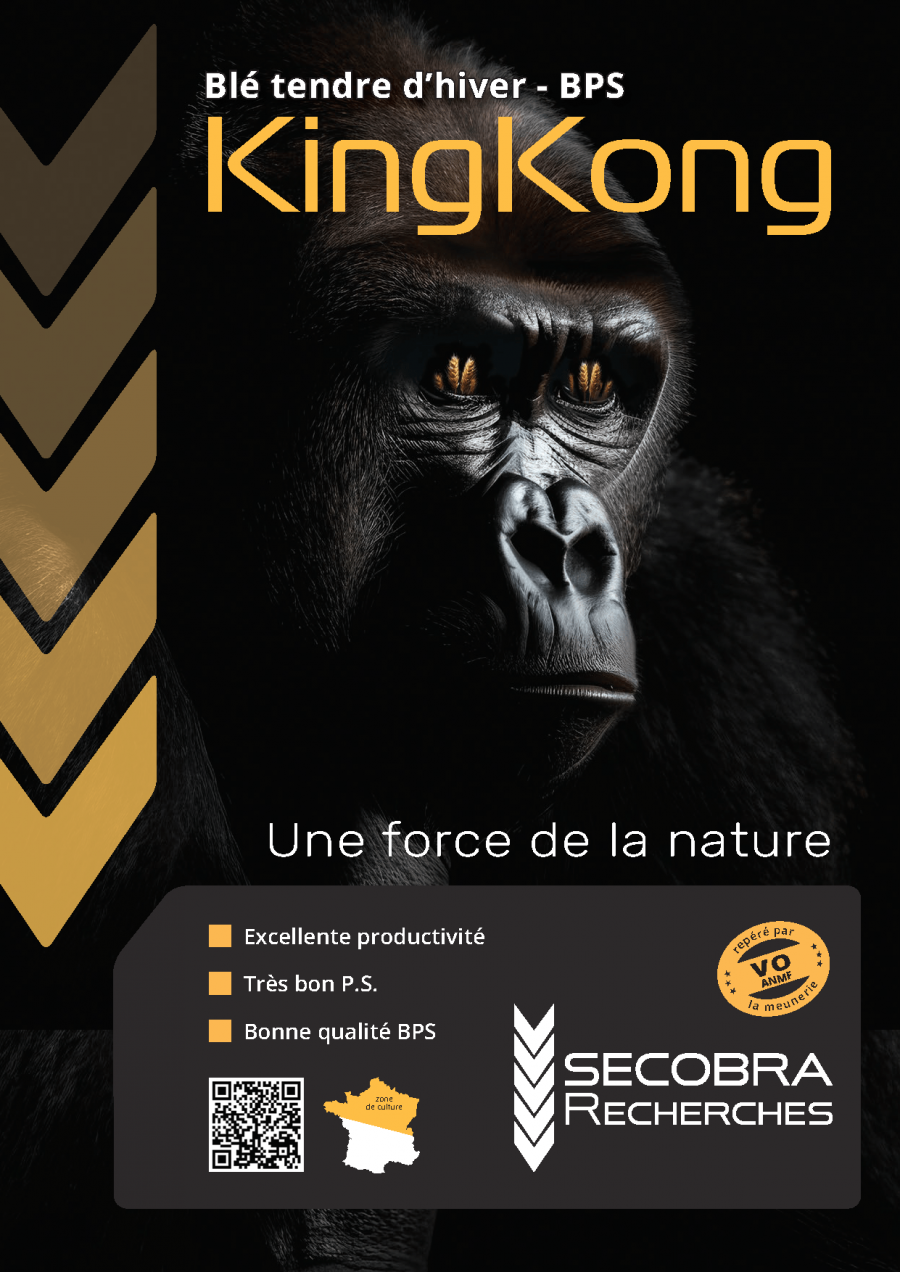 Kingkong - Blé Tendre d’Hiver - BPS