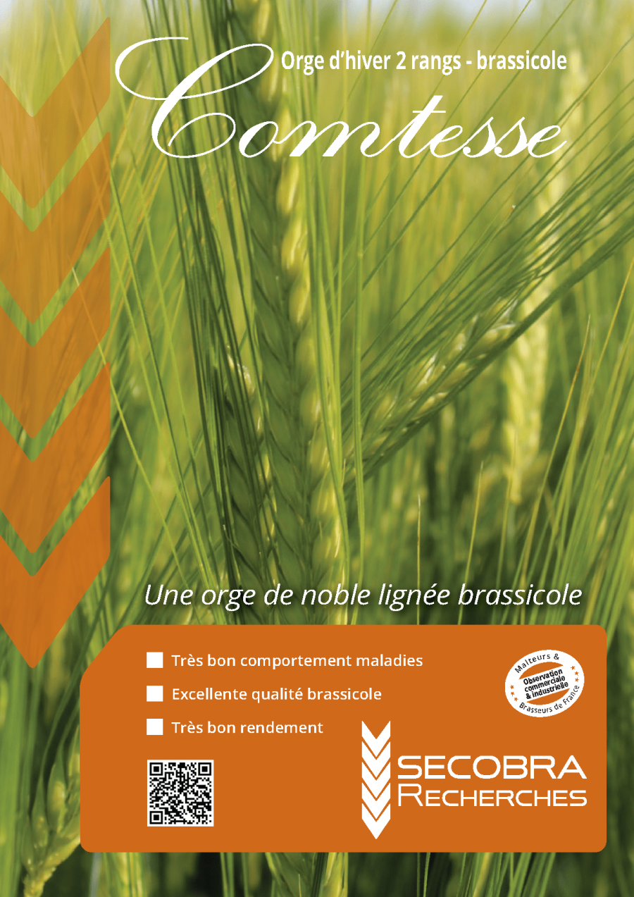 Comtesse - Orge d’Hiver 2 rangs - Brassicole