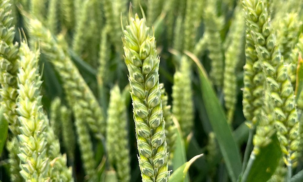 épi de blé vert dans un champs : Céréale largement cultivée dans le monde entier pour sa graine, il en existe de nombreuses variétés, chacune adaptée à des conditions climatiques et géographiques spécifiques. Nous développons plusieurs programmes de sélection destinés à des débouchés divers : alimentation humain, animale et co-produits industriels.