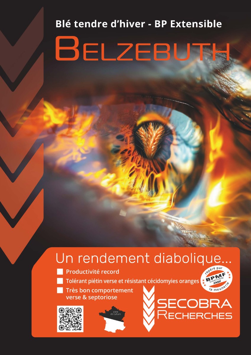 BELZEBUTH : blé tendre d’hiver BP