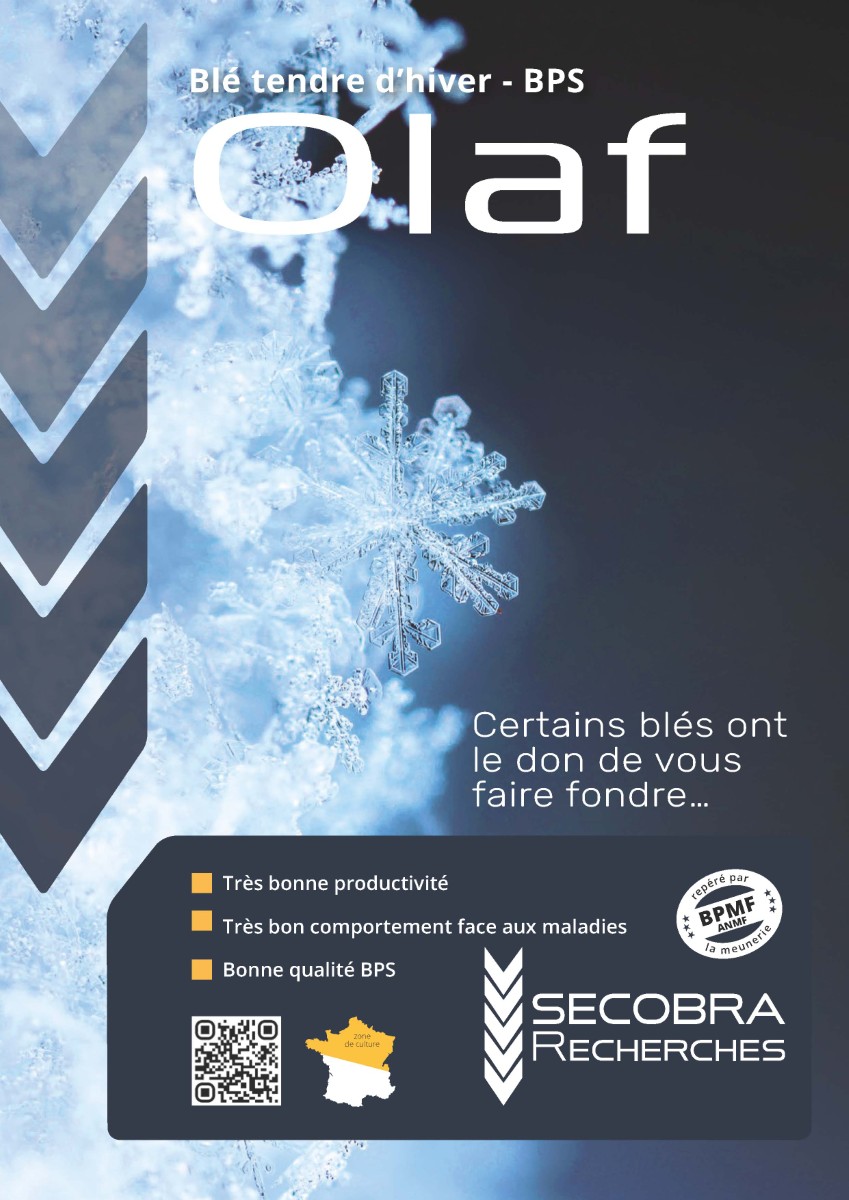 Olaf - Blé Tendre d’Hiver - BPS
