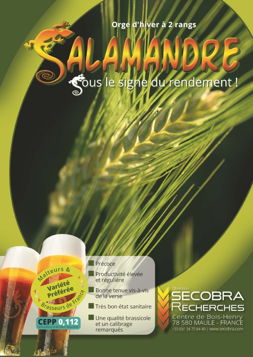 Salamandre - Orge d’Hiver 2 rangs - Brassicole