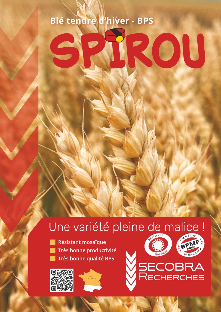 Spirou - Blé Tendre d’Hiver - BPS