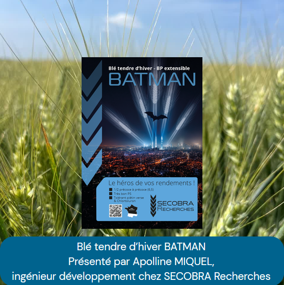 video blé batman productif demi précoce chlortoluron