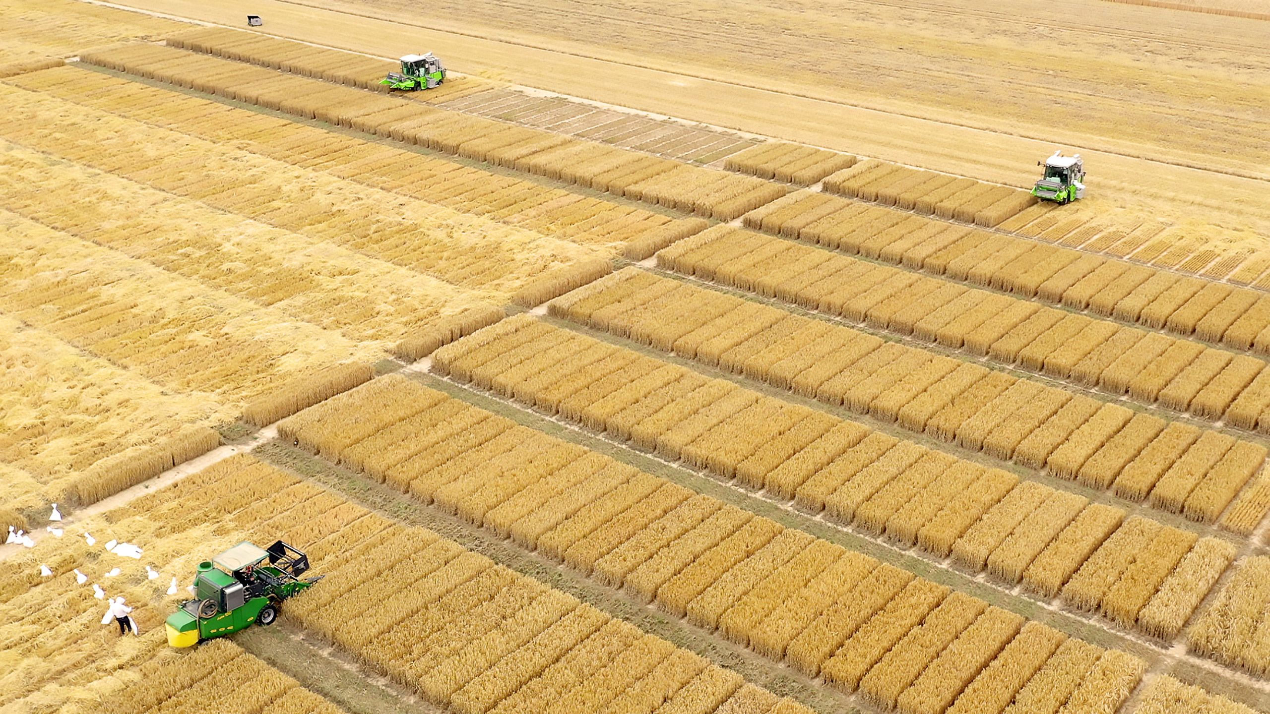 Champ vu du ciel, belle lumi&egrave;re, des engins coupent l'orge